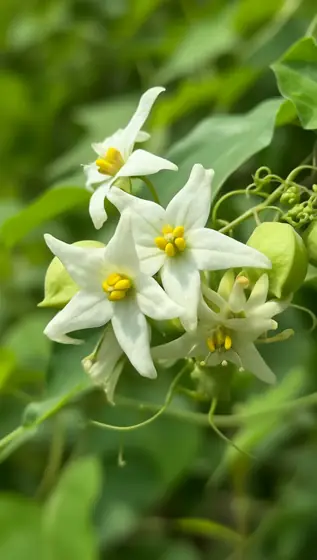 A detailed close-up, high-definition photo of the white delicate flowers of the balloon vine (Cardiospermum halicacabum)
