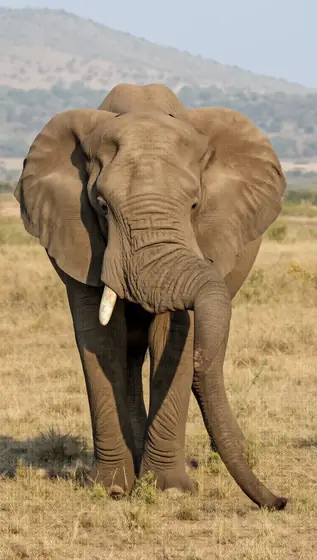 a photo of an elephant in the savannah, full body shot